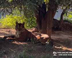 Квай Сафари и Каньон Летающего Дракона тур из Паттайи фото 70