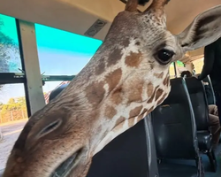 Квай Сафари и Каньон Летающего Дракона тур из Паттайи фото 149