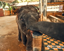 Квай Сафари двухдневная экскурсия из Паттайи - фото 74
