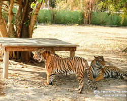 Квай Сафари экскурсия 2 дня из Паттайи - фото тура 55