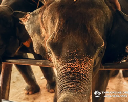 Квай Сафари двухдневная экскурсия из Паттайи - фото 71