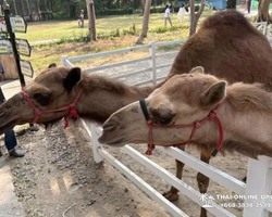 Квай Сафари двухдневная экскурсия из Паттайи - фото 28