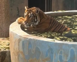 Квай Сафари экскурсия 2 дня из Паттайи - фото тура 24