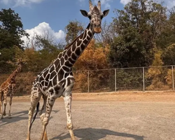 Квай Сафари двухдневная экскурсия из Паттайи - фото 51