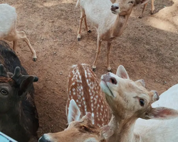 Квай Сафари экскурсия 2 дня из Паттайи - фото тура 58