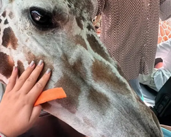 Квай Сафари двухдневная экскурсия из Паттайи - фото 49