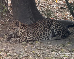 Квай Сафари двухдневная экскурсия из Паттайи - фото 19