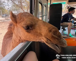 Квай Сафари экскурсия 2 дня из Паттайи - фото тура 46