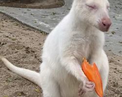 Квай Сафари экскурсия 2 дня из Паттайи - фото тура 32