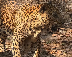 Квай Сафари экскурсия 2 дня из Паттайи - фото тура 20