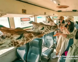 Квай Сафари двухдневная экскурсия из Паттайи - фото 53