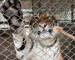 Квай Сафари двухдневная экскурсия из Паттайи - фото 30