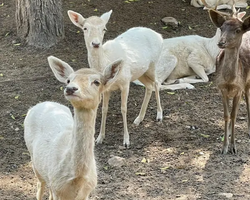 Квай Сафари экскурсия 2 дня из Паттайи - фото тура 59