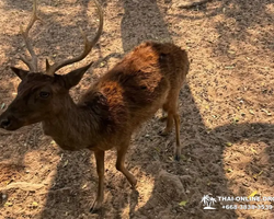 Квай Сафари экскурсия 2 дня из Паттайи - фото тура 36