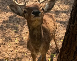 Квай Сафари экскурсия 2 дня из Паттайи - фото тура 40