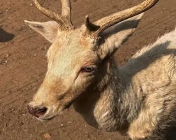 Квай Сафари экскурсия 2 дня из Паттайи - фото тура 47