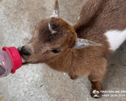 Квай Сафари экскурсия 2 дня из Паттайи - фото тура 22