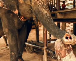 Квай Сафари двухдневная экскурсия из Паттайи - фото 73