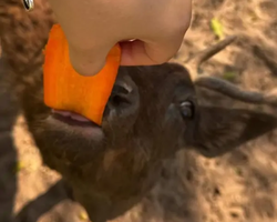 Квай Сафари экскурсия 2 дня из Паттайи - фото тура 38