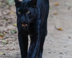 Квай Сафари двухдневная экскурсия из Паттайи - фото 52