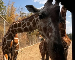 Квай Сафари двухдневная экскурсия из Паттайи - фото 50