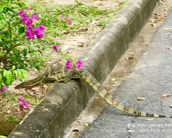 Топ Бангкок экскурсия из Паттайи в Таиланде - фото 160