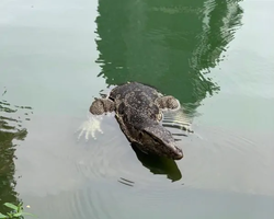 Топ Бангкок экскурсия из Паттайи в Таиланде - фото 114