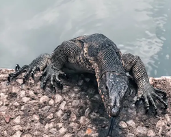 Топ Бангкок экскурсия из Паттайи в Таиланде - фото 158