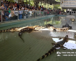 Шоу крокодилов Паттайя, Таиланд Seven Countries - фото 105