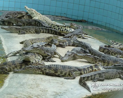 Шоу крокодилов Паттайя, Таиланд Seven Countries - фото 100