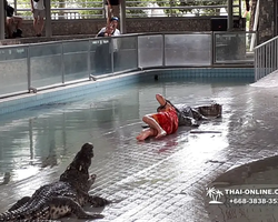 Шоу крокодилов Паттайя, Таиланд Seven Countries - фото 116