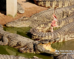 Шоу крокодилов Паттайя, Таиланд фото Thai-Online 30