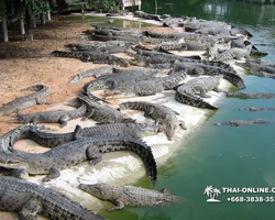 Шоу крокодилов Паттайя Таиланд фото Thai-Online 37