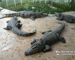 Крокодиловая ферма в Паттайе Тайланд Seven Countries - фото 117