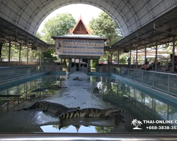 Шоу крокодилов Паттайя, Таиланд фото Thai-Online 35