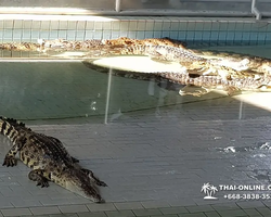 Крокодиловая ферма в Паттайе Тайланд Seven Countries - фото 139