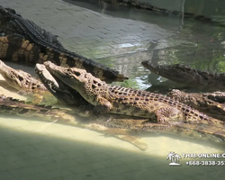 Крокодиловая ферма в Паттайе Тайланд Seven Countries - фото 142