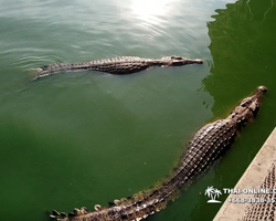 Шоу крокодилов Паттайя, Таиланд фото Thai-Online 13