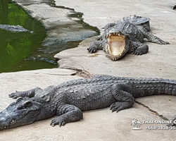 Крокодиловая ферма в Паттайе Тайланд Seven Countries - фото 121