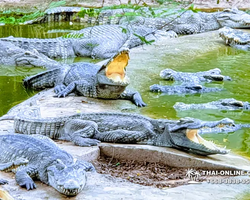 Шоу крокодилов Паттайя, Таиланд фото Thai-Online 19