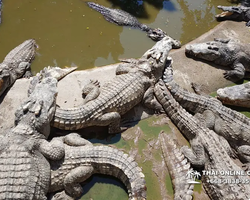 Шоу крокодилов Паттайя, Таиланд Seven Countries - фото 85