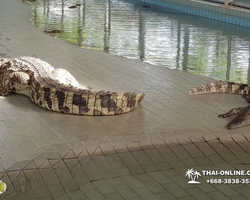 Крокодиловая ферма в Паттайе Тайланд Seven Countries - фото 115