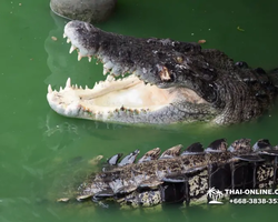 Крокодиловая ферма в Паттайе Тайланд Seven Countries - фото 133