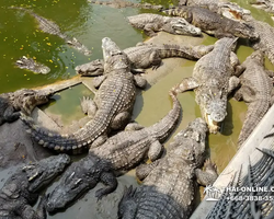 Шоу крокодилов Паттайя, Таиланд Seven Countries - фото 76