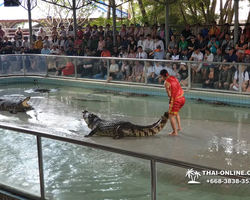 Шоу крокодилов Паттайя Таиланд фото Thai-Online 34