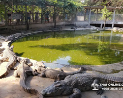 Крокодиловая ферма в Паттайе Тайланд Seven Countries - фото 77