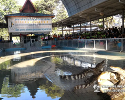 Шоу крокодилов Паттайя, Таиланд фото Thai-Online 28