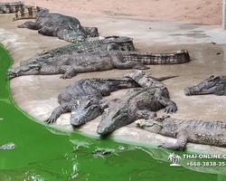 Шоу крокодилов Паттайя, Таиланд Seven Countries - фото 107