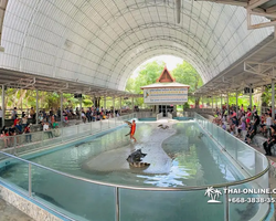 Шоу крокодилов Паттайя Таиланд фото Thai-Online 48