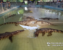 Шоу крокодилов Паттайя, Таиланд Seven Countries - фото 114